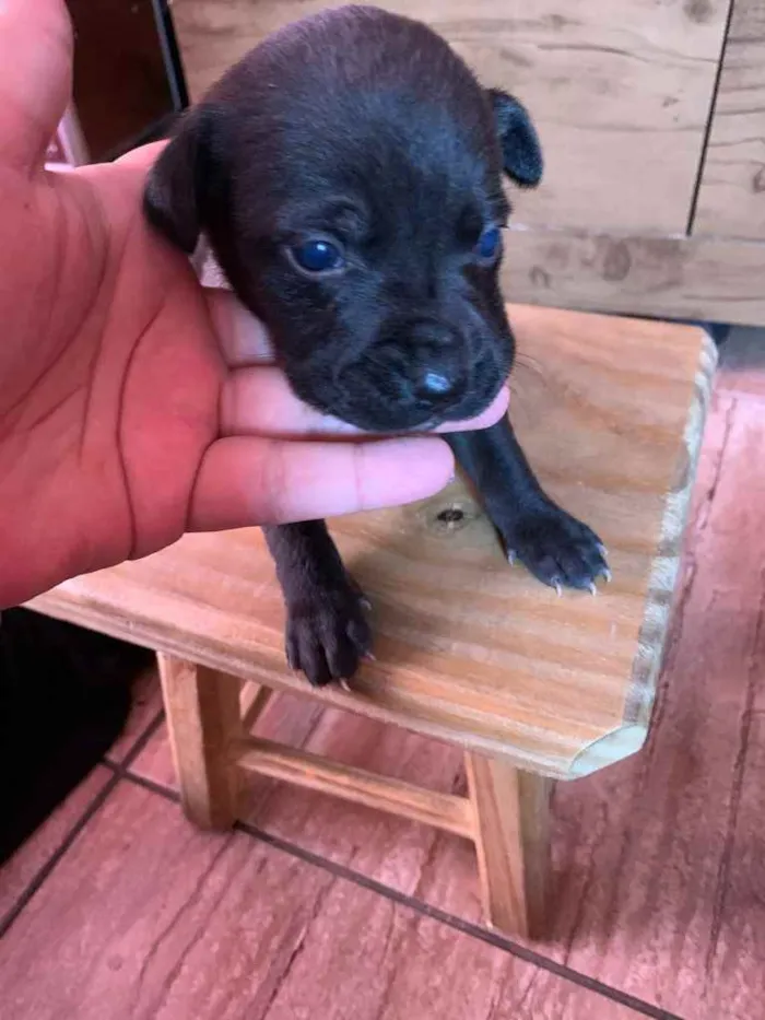Cachorro ra a Mistura de Labrador e SRD idade Abaixo de 2 meses nome Filhotes 