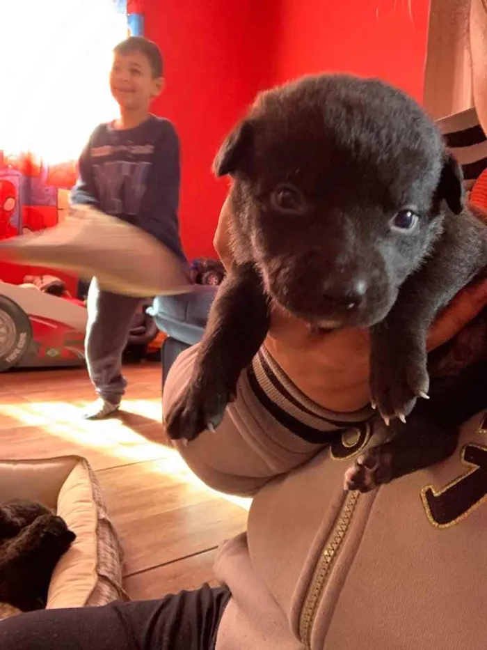 Cachorro ra a Mistura de Labrador e SRD idade Abaixo de 2 meses nome Filhotes 