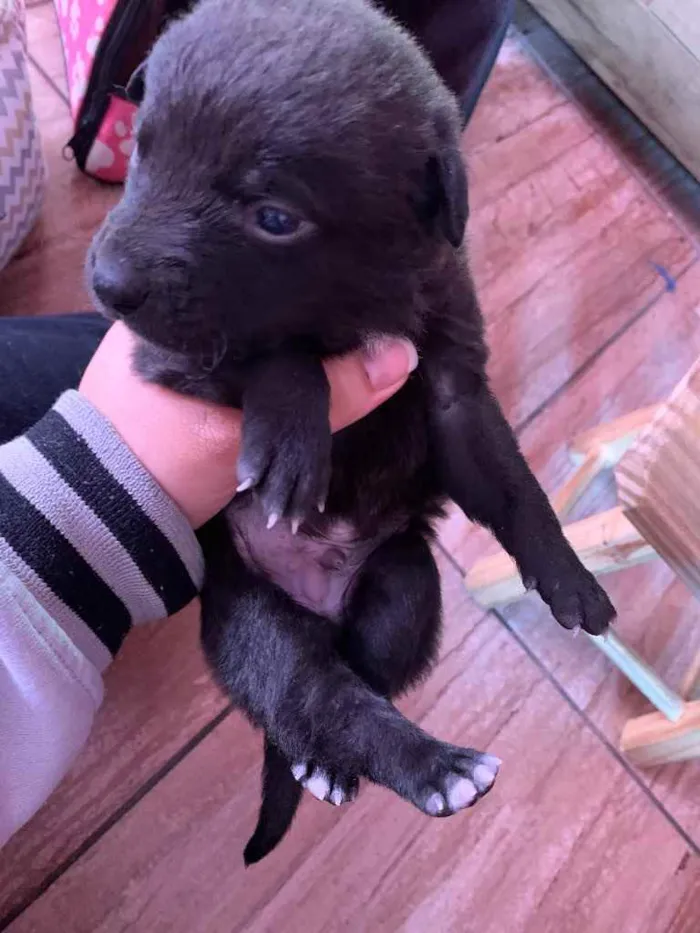 Cachorro ra a Mistura de Labrador e SRD idade Abaixo de 2 meses nome Filhotes 