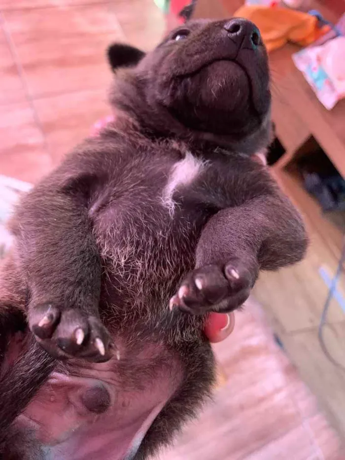 Cachorro ra a Mistura de Labrador e SRD idade Abaixo de 2 meses nome Filhotes 