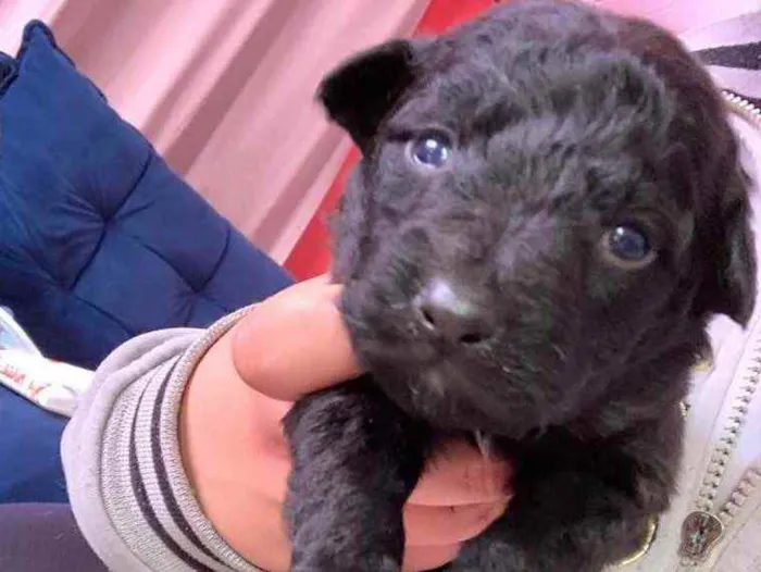 Cachorro ra a Mistura de Labrador e SRD idade Abaixo de 2 meses nome Filhotes 