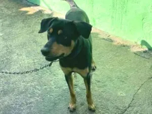 Cachorro raça Vira Lata idade 1 ano nome N tem