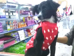 Cachorro raça Não definida idade 2 a 6 meses nome Neguinha