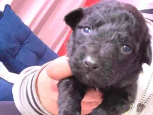 Cachorro raça Mistura de Labrador e SRD idade Abaixo de 2 meses nome Filhotes 