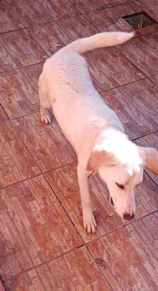 Cachorro ra a Fila com akita idade 7 a 11 meses nome Mohana