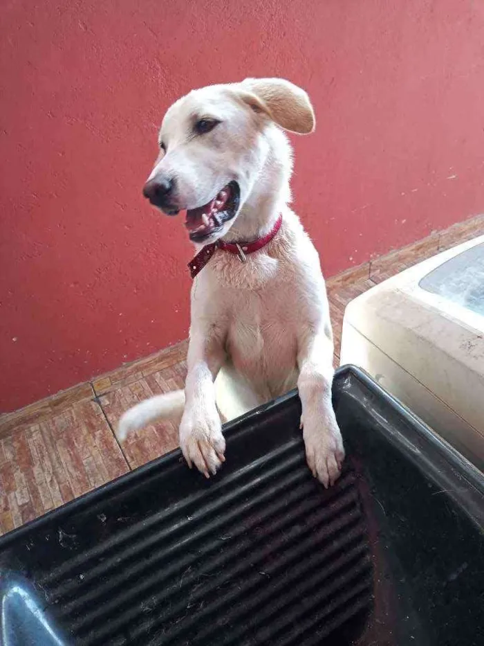 Cachorro ra a Fila com akita idade 7 a 11 meses nome Mohana