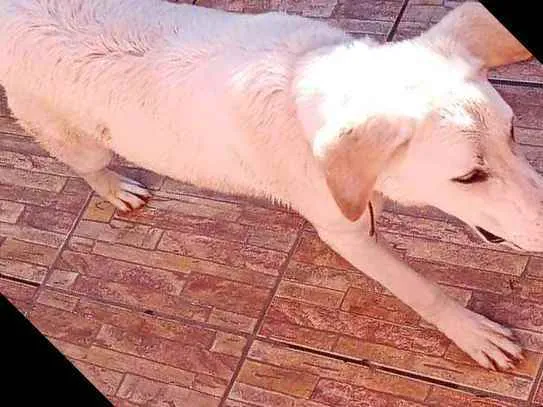 Cachorro ra a Fila com akita idade 7 a 11 meses nome Mohana