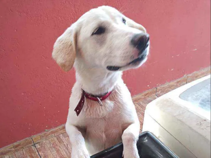 Cachorro ra a Fila com akita idade 7 a 11 meses nome Mohana