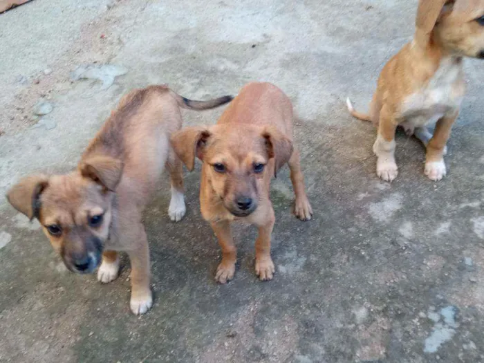 Cachorro ra a Sem raça idade 2 a 6 meses nome Não possuem nome