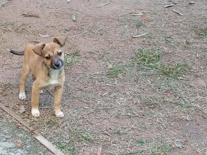 Cachorro ra a Sem raça idade 2 a 6 meses nome Não possuem nome