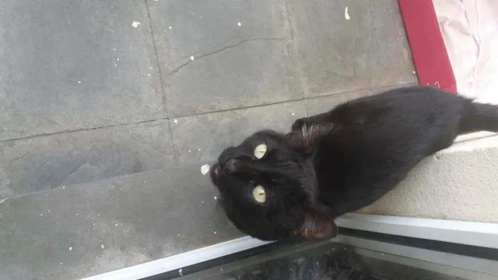 Gato ra a SRD idade 1 ano nome Negão