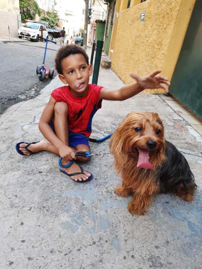 Cachorro raça Yorkshire idade 3 anos nome João Marshal