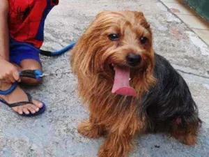 Cachorro raça Yorkshire idade 3 anos nome João Marshal