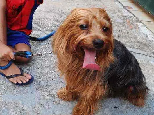 Cachorro raça Yorkshire idade 3 anos nome João Marshal