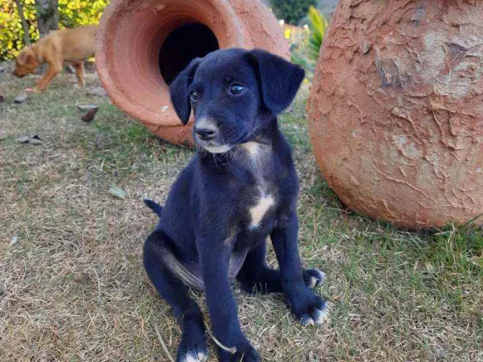 Cachorro raça Sem Raça Definida  idade Abaixo de 2 meses nome Ainda sem nome