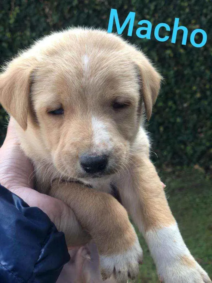 Cachorro raça SRD idade Abaixo de 2 meses nome Sem nome ainda