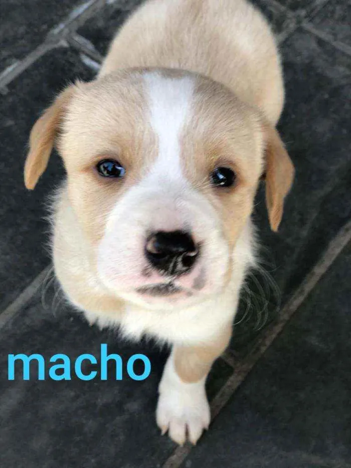 Cachorro raça SRD idade Abaixo de 2 meses nome Sem nome ainda