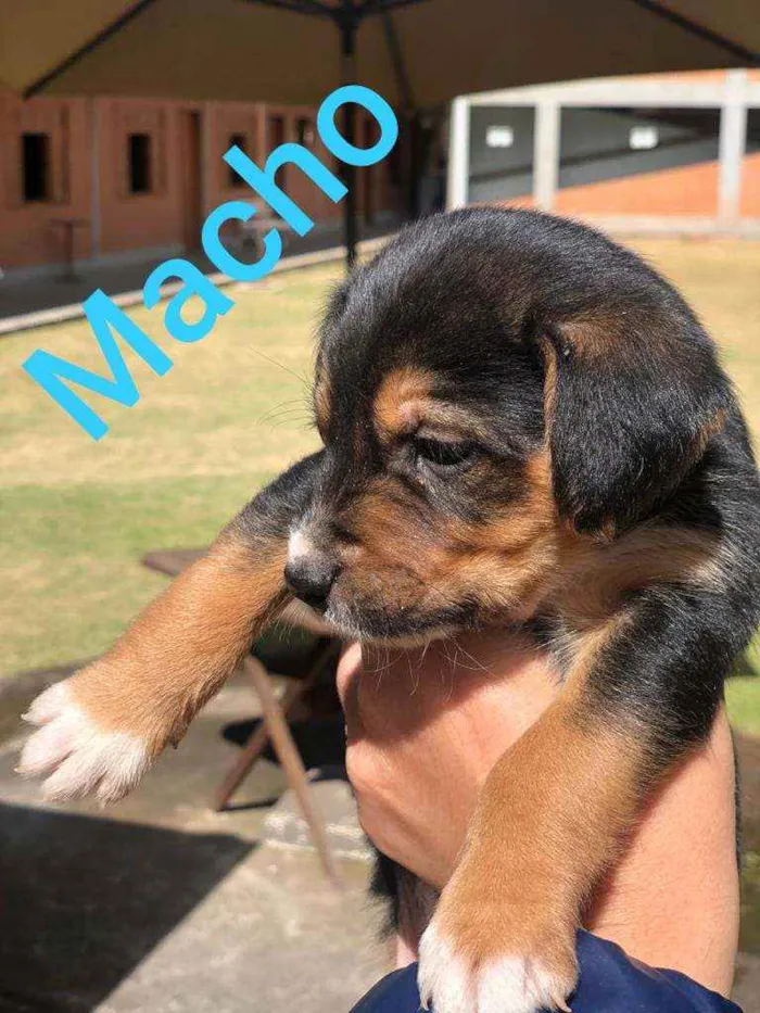 Cachorro raça SRD idade Abaixo de 2 meses nome Sem nome ainda