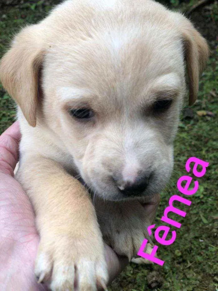 Cachorro raça SRD idade Abaixo de 2 meses nome Sem nome ainda