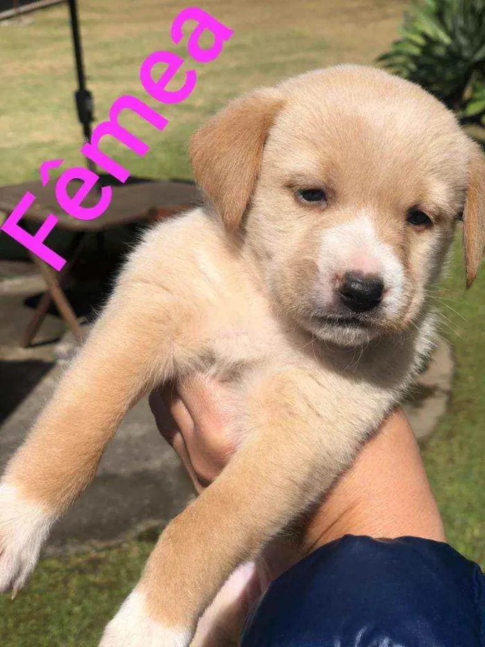 Cachorro raça SRD idade Abaixo de 2 meses nome Sem nome ainda