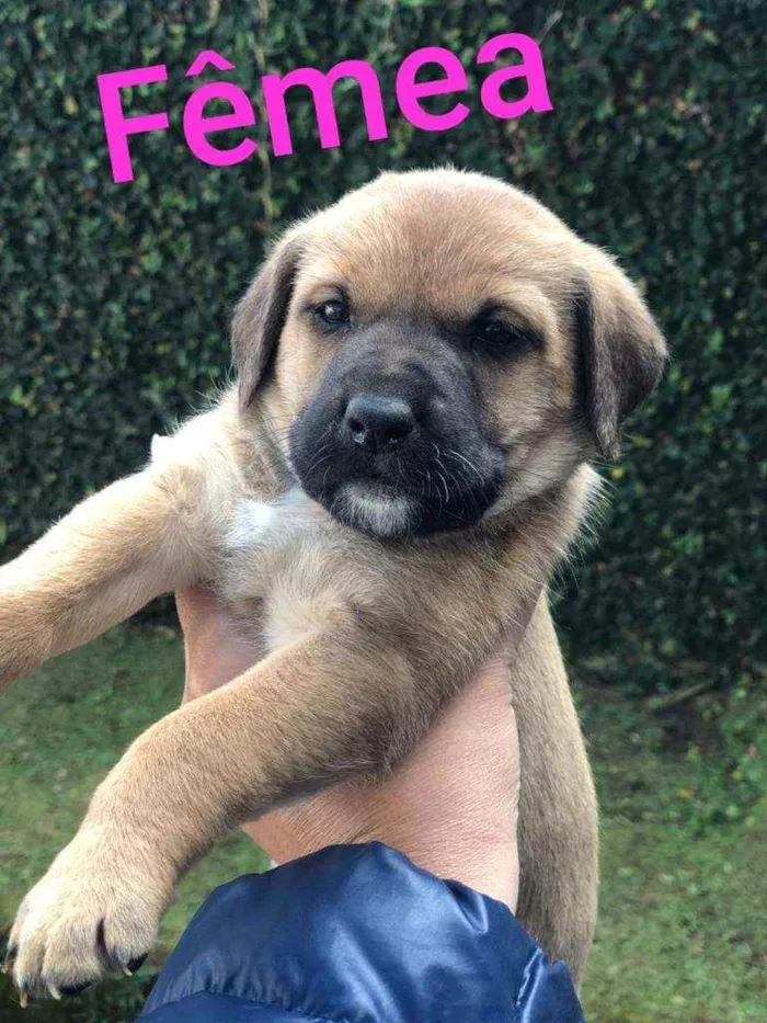 Cachorro raça SRD idade Abaixo de 2 meses nome Sem nome ainda
