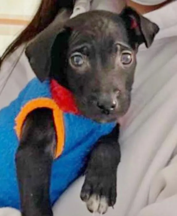 Cachorro raça SRD-ViraLata idade 2 a 6 meses nome THOMAS