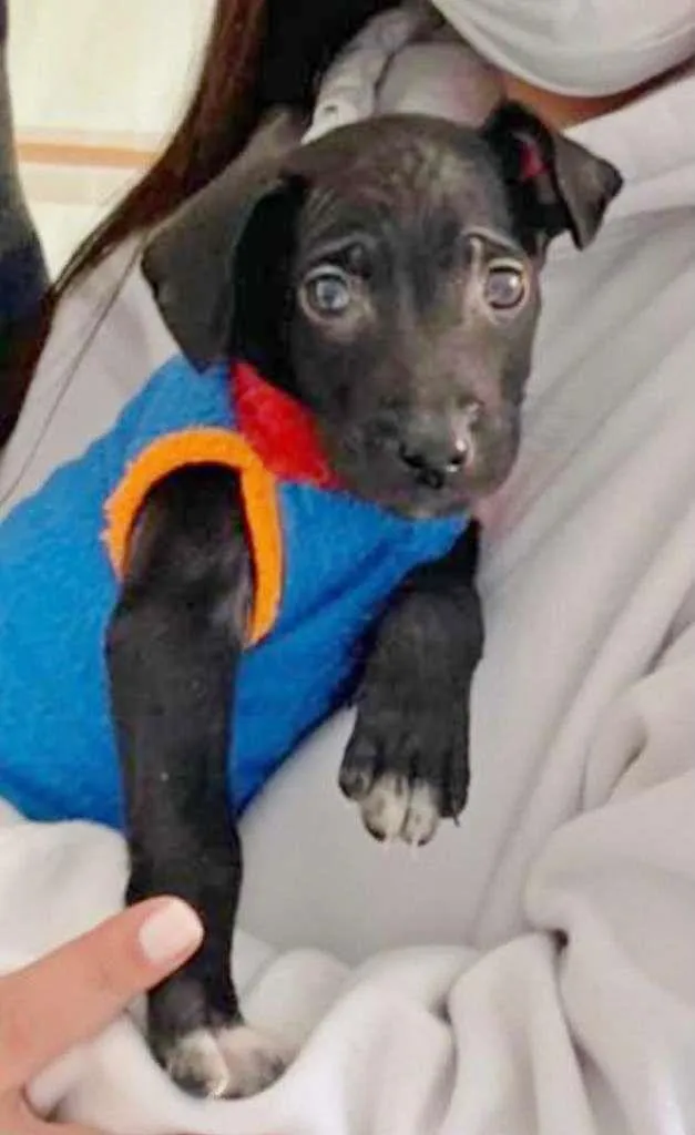 Cachorro raça SRD-ViraLata idade 2 a 6 meses nome THOMAS