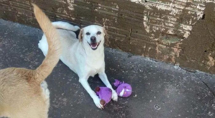 Cachorro ra a Vira lata idade 5 anos nome Mingau