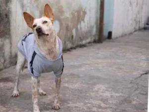 Cachorro raça SRD-ViraLata idade 6 ou mais anos nome Bolacha