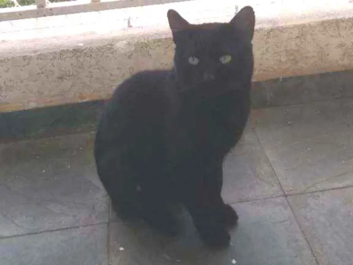 Gato ra a SRD idade 1 ano nome Negão