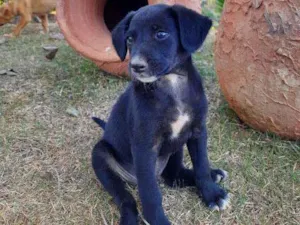 Cachorro raça Sem Raça Definida  idade Abaixo de 2 meses nome Ainda sem nome