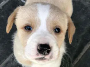Cachorro raça SRD idade Abaixo de 2 meses nome Sem nome ainda