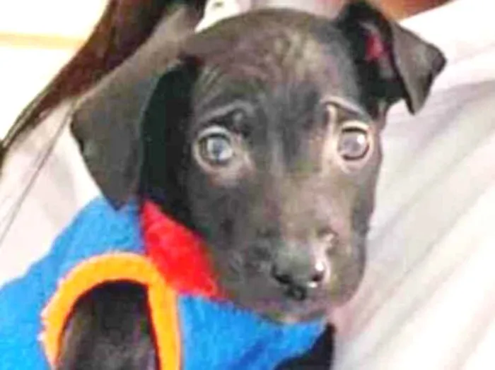 Cachorro raça SRD-ViraLata idade 2 a 6 meses nome THOMAS