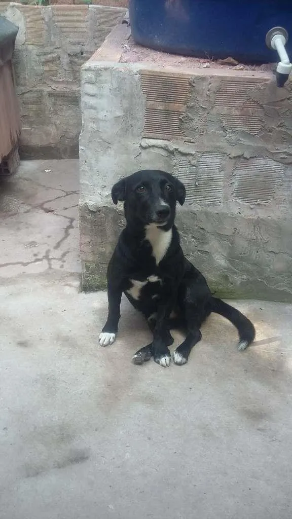 Cachorro ra a SRD-ViraLata idade 5 anos nome Rabitto