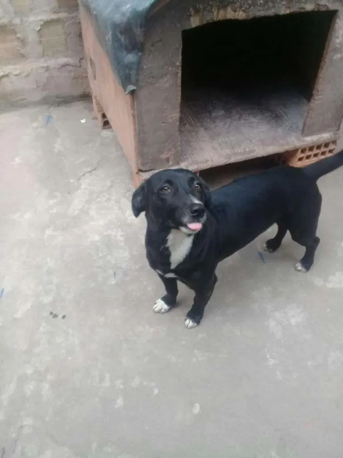 Cachorro ra a SRD-ViraLata idade 5 anos nome Rabitto