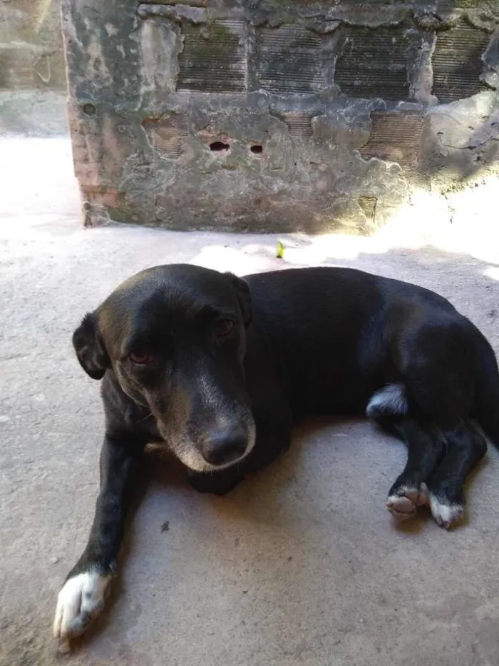 Cachorro ra a SRD-ViraLata idade 5 anos nome Rabitto