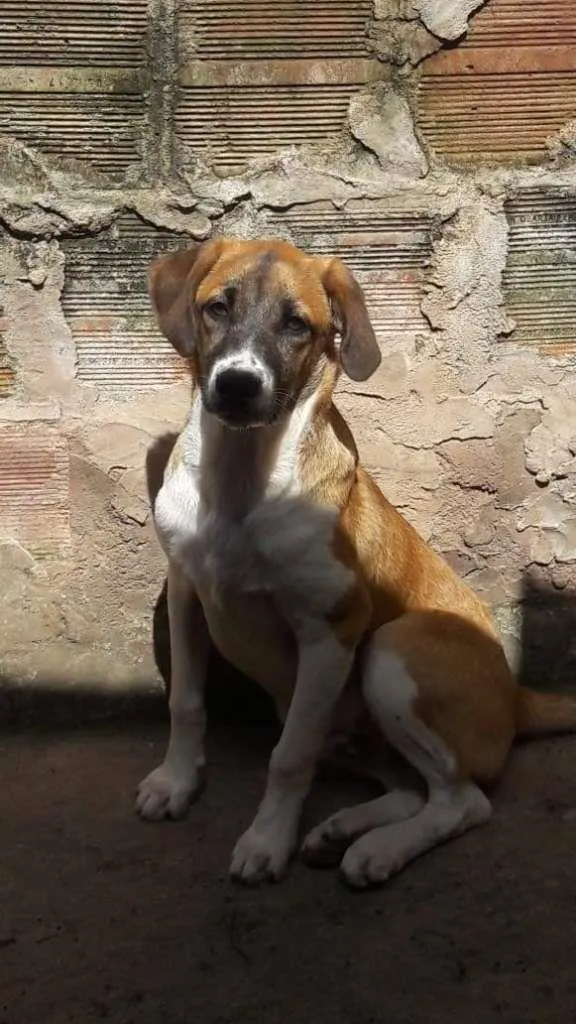 Cachorro ra a SRD-ViraLata idade 2 anos nome Bethoven