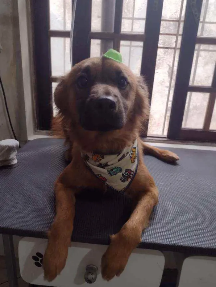 Cachorro ra a SRD idade 1 ano nome Dudu