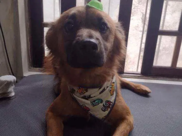 Cachorro ra a SRD idade 1 ano nome Dudu