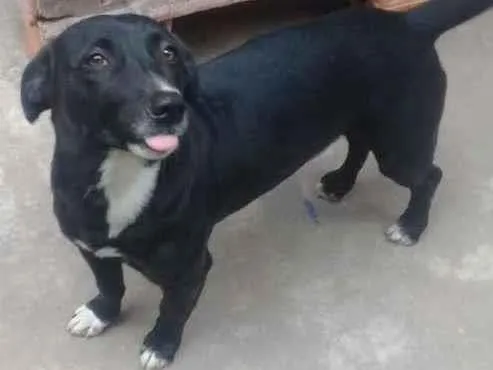 Cachorro ra a SRD-ViraLata idade 5 anos nome Rabitto