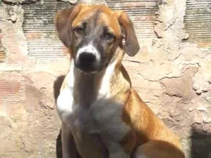 Cachorro raça SRD-ViraLata idade 2 anos nome Bethoven