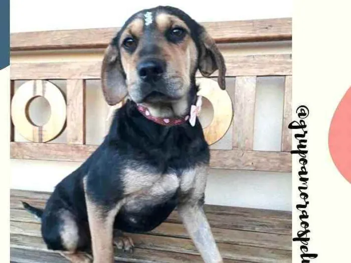 Cachorro raça  idade 1 ano nome Manú