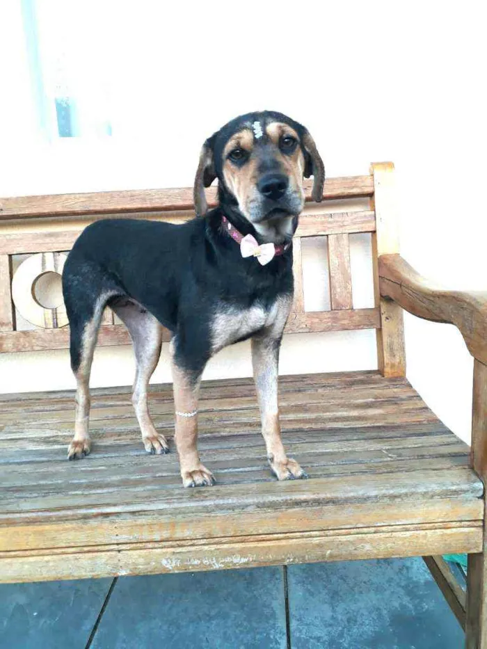 Cachorro raça  idade 1 ano nome Manú