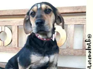 Cachorro raça  idade 1 ano nome Manú