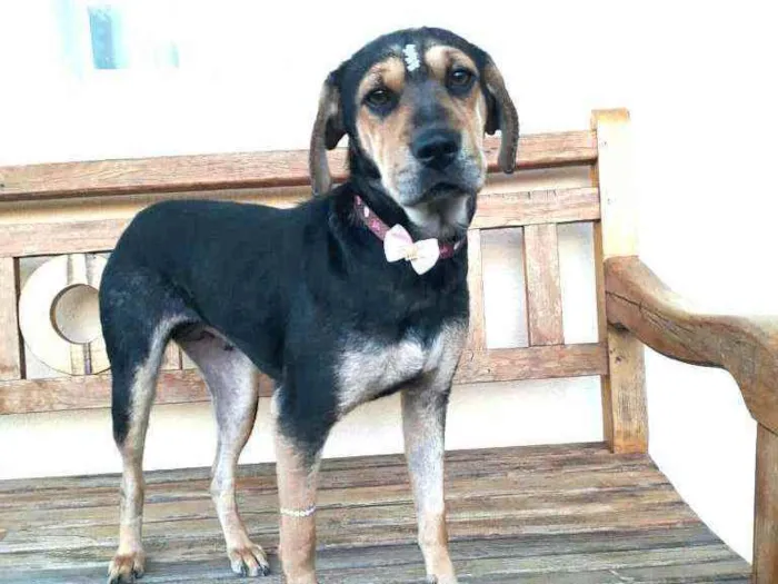 Cachorro raça  idade 1 ano nome Manú