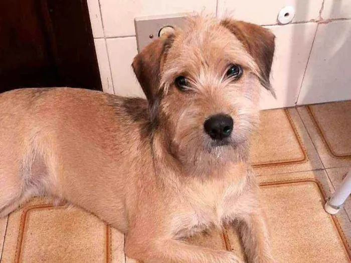 Cachorro raça  idade 7 a 11 meses nome Nina 