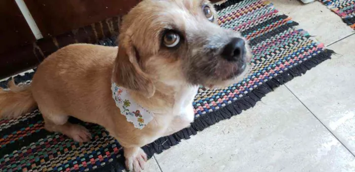 Cachorro raça SRD idade 6 ou mais anos nome Belinha