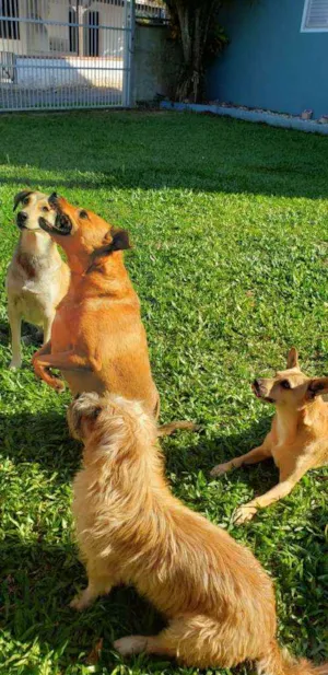 Cachorro raça SRD idade 6 ou mais anos nome Belinha
