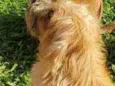 Belinha
