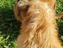 Cachorro raça SRD idade 6 ou mais anos nome Belinha